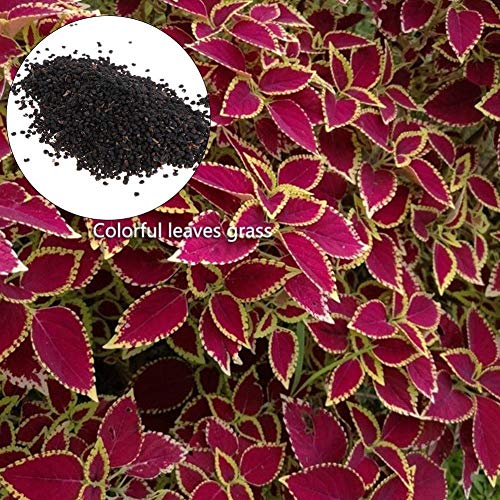 ZEROYOYO Aquarium Water Plant Grass Seeds Glossostigma Elatinoides Hemianthus Callitrichoides Aquatic Fish Tank Decoration Landscape Package of 3 Bags