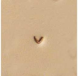 Tandy Leather U858 Craftool Mulefoot Stamp 6858-00