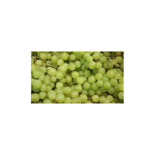 Fresh Cotton Candy Grapes-3 lbs.