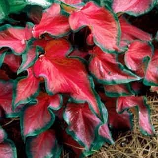 Red Ruffles Caladium Bulb - Strap Leaf Caladium - 1 Caladium Root