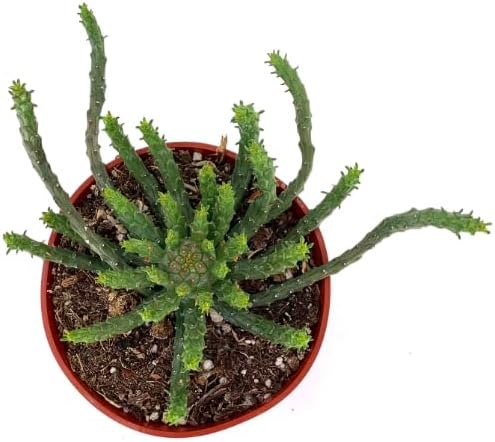 Medusa Head Euphorbia Succulents Euphorbia Flanaganii, 4" Pot