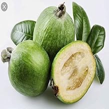 Tüplü Ananas Aromalı Feiojoa Kaymak Ağacı Fidanı