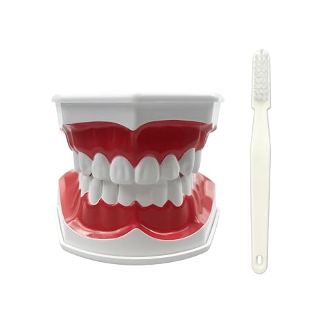 2 Times Large Dental Teeth Model, YOUYA DENTAL Teaching Study Brushing Tooth Model Tools with Toothbrush Denture Model with Tongue for Kids Oral Care Teaching