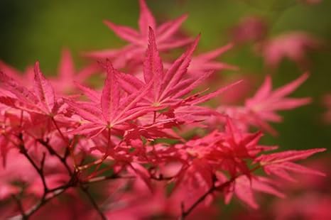SHINDESHOJO Japanese Maple - ACER PALMATUM 'SHINDESHOJO' - 7 Year Tree