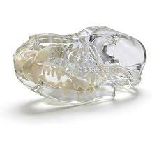 Canine Skull Dog Jaw Dental Model Typodont Oral Clear Teeth Model Pet Clinic Anatomical Tooth for Canine Veterinary Office Education Decoration Demonstrate (Dog Skull Model)