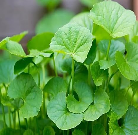 40pieces Green centella Plant Seeds