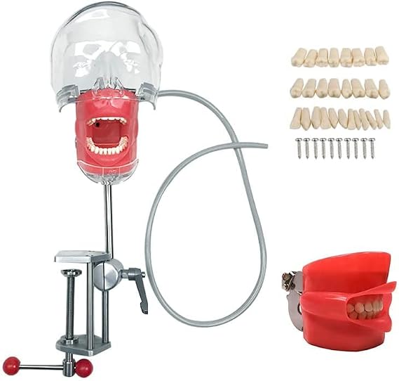 Dental Simulator Nissin Manikin Phantom Head Model with Extra 28Pcs Teeth Bench Mount for Education