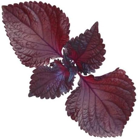 200ct+ Perilla Seeds for Planting/Shiso Seeds for Planting.Heirloom Non GMO Seed for Sprouting,Vegetable Seed and Hydroponic Seed for Pods(Shiso Herb Seed #1,Purple/Red-1g)