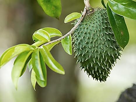 100 pezzi di semi di frutta Guanabana