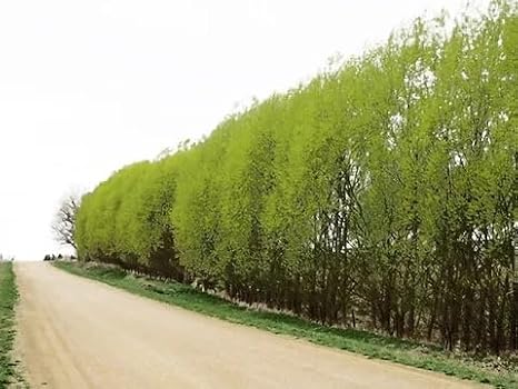 Generic Austree Hybrid Willow Tree Plants for Growing | Fast Privacy Hedge Row, Wind Block, Shade | Fast Growing - 6-10 Feet Per Year, Fast Growing Trees (15 Trees), green