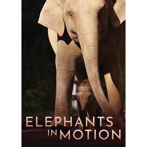 Elephants In Motion