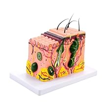 Human Skin Structure Anatomy Model 35/50/70/85X Enlarged Skin Model for Study