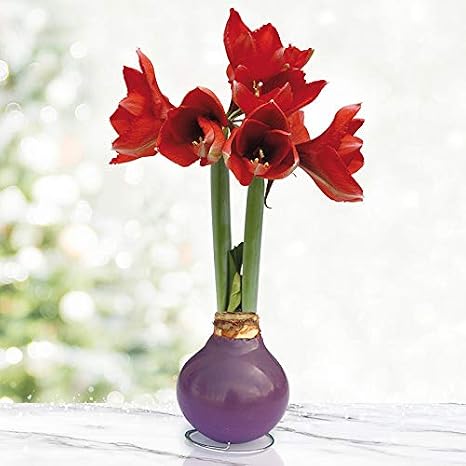 Purple Base Waxed Amaryllis Flower Bulb with Stand, No Water Needed, Real Live Spring Flowers