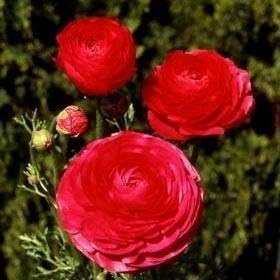 Ranunculus Rose - Persian Buttercup Bulbs - 10 Bulbs