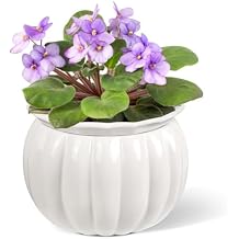 BUYMAX African Violet Pots, 6 inch Pumpkin-Style Ceramic Easy Self Watering Plant Pot for Busy Plant Lovers, Automatically Absorb Appropriate Amount of Water, Flower Pot Indoor-Plants Not Included