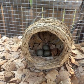 12 Fertile Button Quail Eggs for Hatching Out Chicks - Shipped in Foam - Beautiful Color Variety!