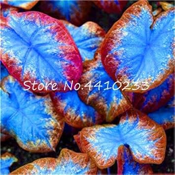 SVI Fresh 100pcs Caladium Bicolor Flower Seeds for Planting Blue Mix