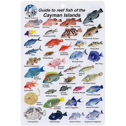 Aqua Cayman Islands Fish I.D. Card