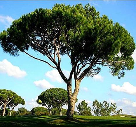 Big Pack - (30) Italian Stone Pine Seeds, Pinus pinea Pine Tree Seeds - Edible Pine Nuts - Non-GMO Seeds by MySeeds.Co (Big Pack - Italian Stone Pine)