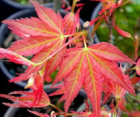 Akaji Nishika Japanese Maple 2 - Year Tree