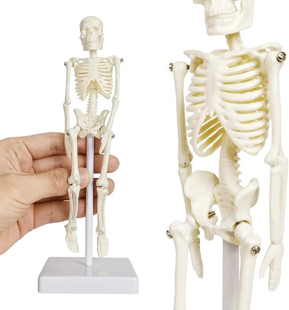 21cm Human Skeleton Model Skeleton Human Model Adult Small Skeleton Teaching Model Spine Whole Body