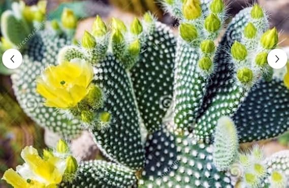 Opuntia Microdasys Sarı Çiçek Açan Tavşan Kulağı Sukulent Kaktüs