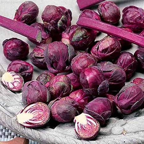 100+ Seeds Rosella Brussels Sprouts Cabbage - Vegetable Purple