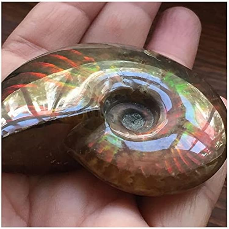PEKMAR Crystal Madagascar Natural Iridescent Ammonite Ammolite Facet Specimen Stone Conch Paleontological Snail Collectibles Size : 40-50mm