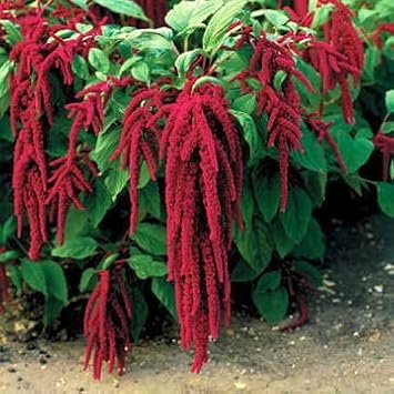 Park Seed Love-Lies-Bleeding Trailing Red Annual Flower Seeds, Pack of 200 Seeds
