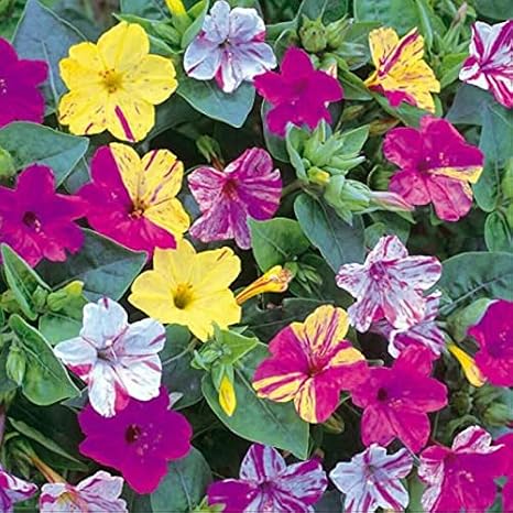 Seeds Four O'clock Marvel of Peru Mirabilis Mix Annual Flowers Beautiful Hanging Garden for Planting Non GMO
