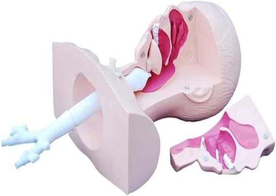 Human Nasal Cavity Throat Anatomy Medical Model, Cavity Oral Anatomy Model,Sputum Suction Practice Model, Suitable for Teaching and Learning of Nurses,apprentices and Doctors