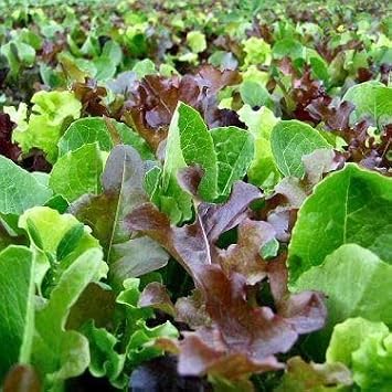 PREMIER SEEDS DIRECT - Lettuce - Mixed Leaf - MESCLUN Mix - 2000 Seeds