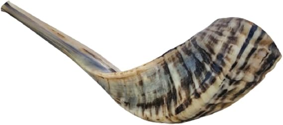Amen Judaica Ram Horn Shofar From Israel, Beautiful Blowing Shofar Made In Israel (12-14 Inch)