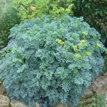 Outsidepride Rue Seeds - 1000 Pcs. Perennial, Versatile & Easy to Grow, Herb Seeds for Planting Evergreen Foliage & Vibrant Yellow Clustered Blooms, Ideal for Culinary & Pollinator Gardens
