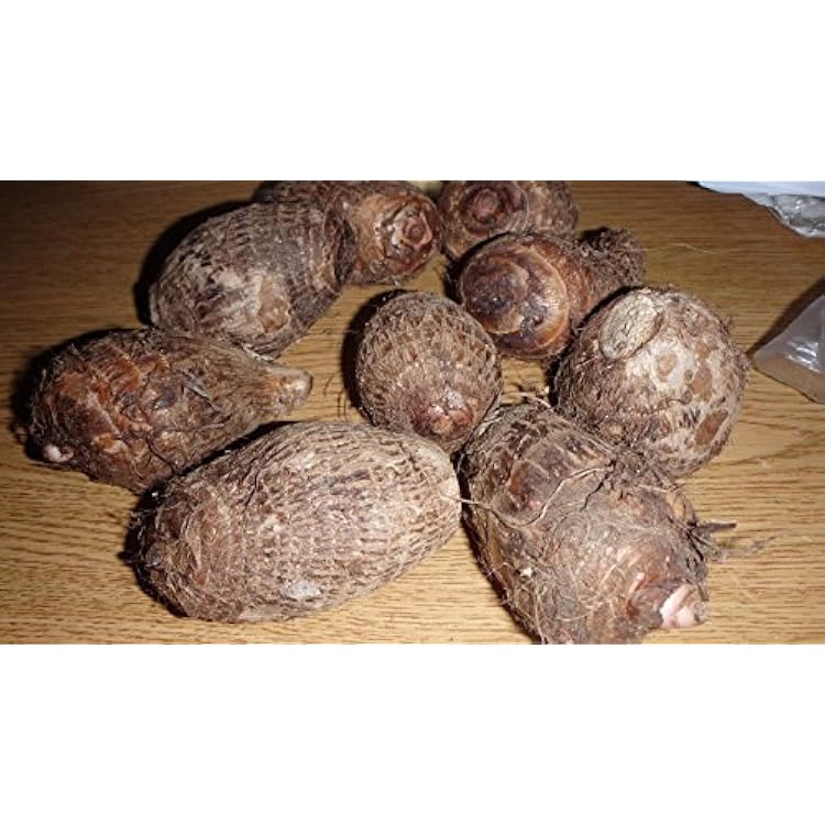 Two Taro Elephant Ear tuber Coco Yam Colocasia Esculenta Edible Eddoe