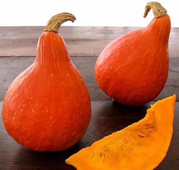 Kitazawa Seed Co Japanese Red Kuri Squash Seeds 1 Oz ~125 Seeds Heirloom