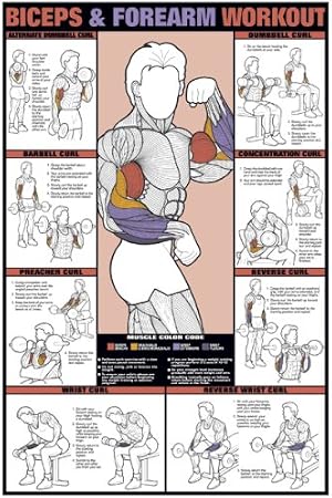 ALGRA Co-ed Biceps & Forearm Workout 24 X 36 Laminated Chart | Laminated Fitness Chart, Front & Back, Illustrated Exercises with Instructions, Gym & Home Wall Poster