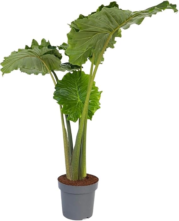 Plant in a Box - Alocasia 'Portodora' - XXL Indoor Plant - Pot 32 cm - Height 110-120 cm