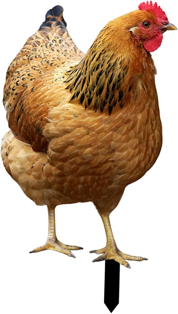 Hen Statue Garden Stake Animal 2D Sculpture Lifelike Lawn Sign Metal Realistic Yard Art Chicken Figurine Ground Insert for Floor, 31.5x17.4x0.1cm