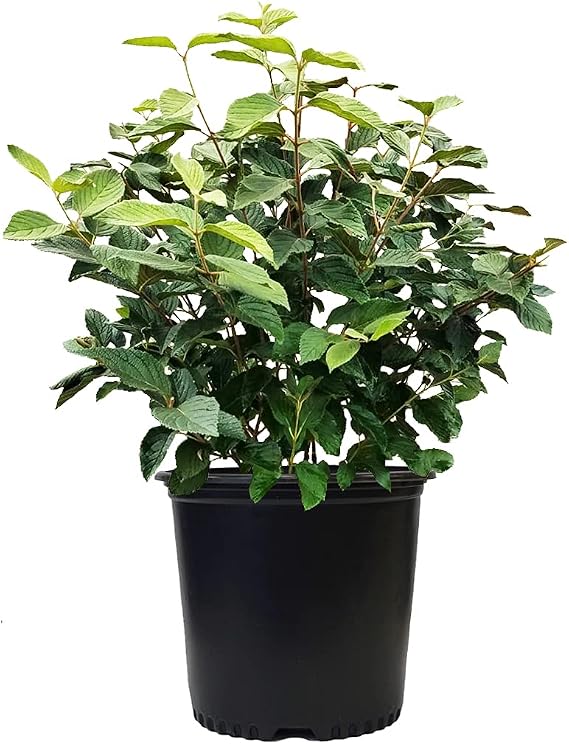 Viburnum X pragense (Prague Viburnum) Shrub, pink buds & white flowers, #3 - Size Container