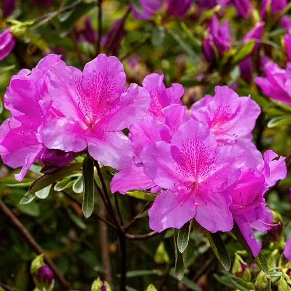 Pixies Gardens Royalty Encore Azalea, Salmon Color Outdoor Shrub, 4.5 Feet Mature Height, Extended Blooming Winter to Spring, Full Sun Plant (2 Gallon/Single)