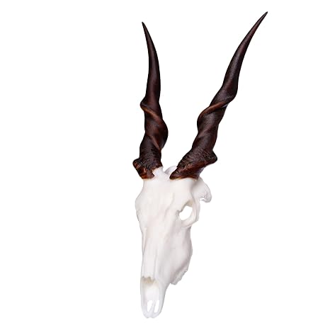Skulls Unlimited International Skullies - Miniature Eland Skull