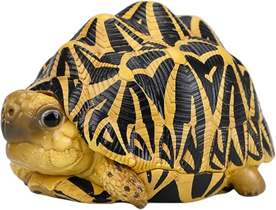 Geochelone Elegans Model Indian Star Tortoise Figure