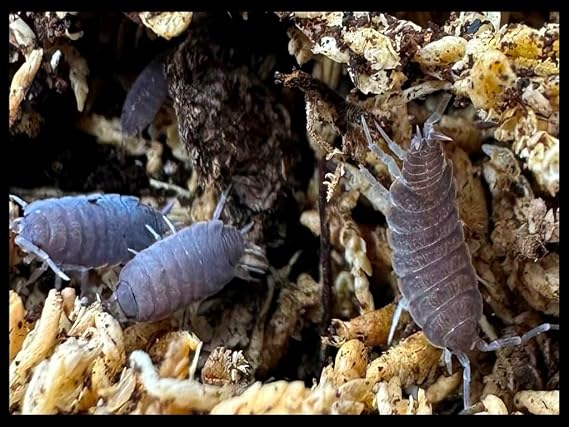 Powder Blue Isopods (Qty-80), for Amphibian/Reptile/Invertebrate Bioactive Habitats, By Critters Direct