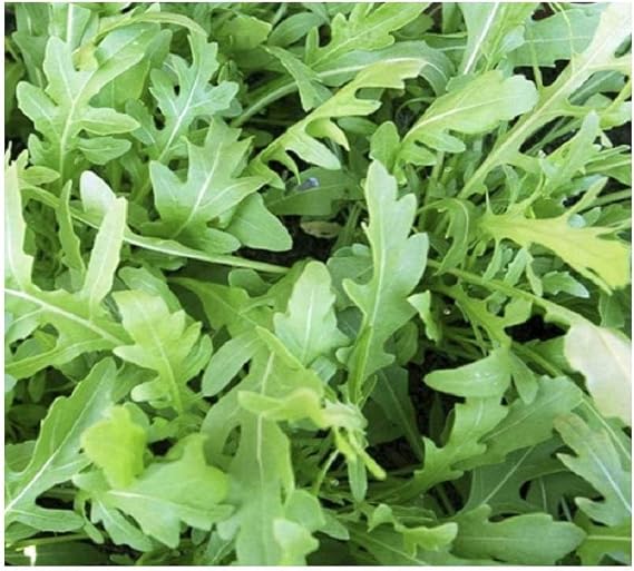 PREMIER SEEDS DIRECT - HERB - Rocket Seeds - Wild (21 Grams)