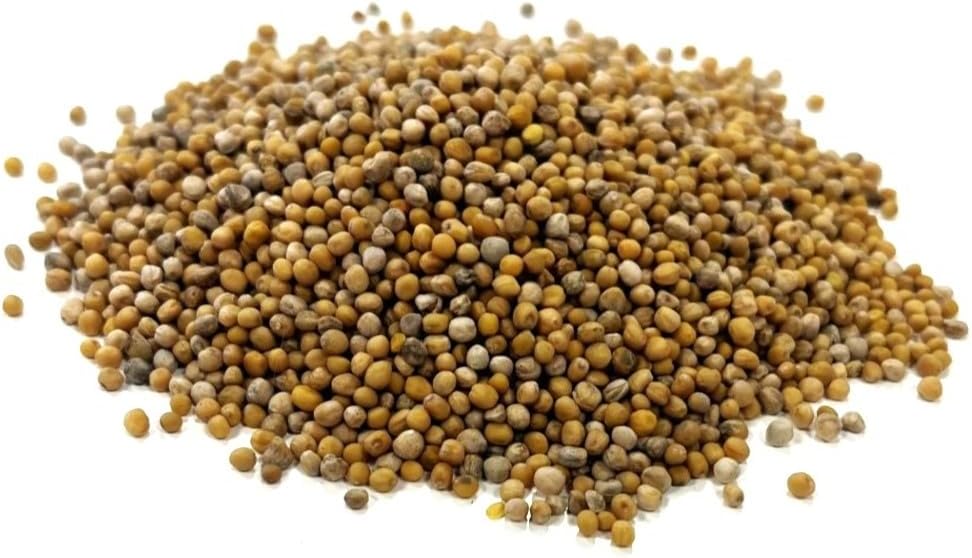 Agricultural Mustard Seed 500g Green Manure SLMH