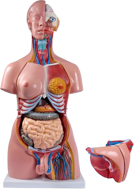 85Cm Life Size Torso Model Human Body Model Anatomy Torso Unisex Doll Medical Torso 23 Removable Parts 33.4 Inch Education Organs Model for Learning Study