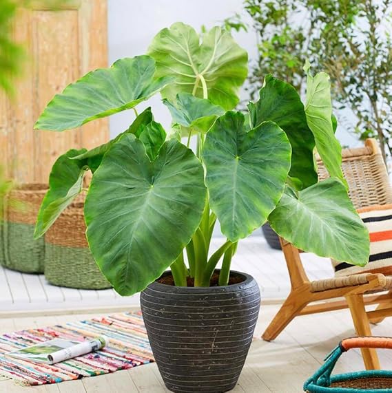 20 Green Elephant Ear Taro Bulbs - cocoyam, dasheen, eddo, Egyptian Ginger, IMO, kalo, colocasia antiquorum, IMO, Dalo, Taro