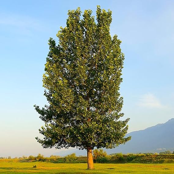 Brighter Blooms Superior Hybrid Poplar Tree, 2-3 ft.