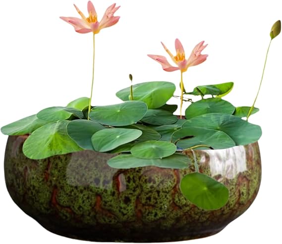 Lotus Bowl Planter Plants Pot:Lotus Flower Bowl, Ceramic Pots for Plants, Creative Large Caliber Bowl Lotus Seeds Planter, for Succulent Water Lilies, Lotus Bowls for Planting in Water Indoors (Green)